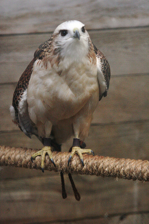 white phase red tail hawk